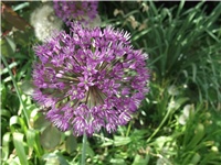 d30433a7-Picture 001.jpg